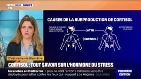 Comment agit le cortisol, l’hormone du stress ?