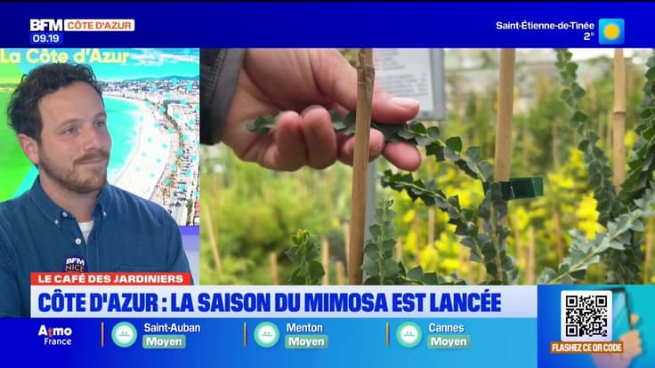 Le café des Jardiniers : la saison du mimosa est lancée