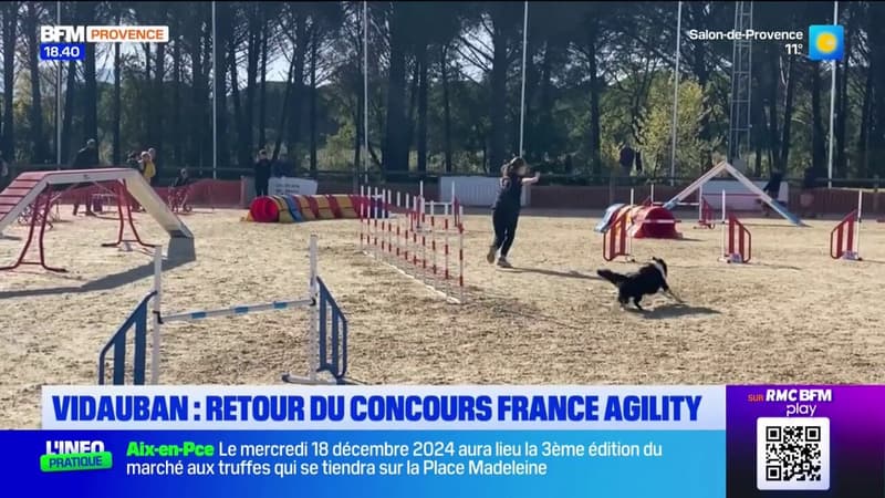 Vidauban: France Agility, un concours pour les maîtres et les chiens