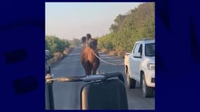 Un chameau capturé par les troupes ukrainiennes dans la région de Kharkiv.