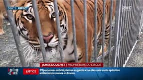 Fin des animaux dans les cirques ambulants: les professionnels du secteur refusent cette mesure