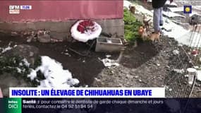 Insolite : un élevage de chihuahuas en Ubaye