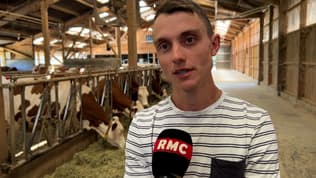 Maladie bovine: 121 vaches pourraient être abattues préventivement à Entrelacs