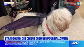 Strasbourg: des chiens déguisés pour Halloween