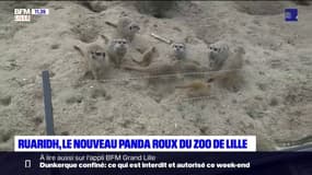 Le zoo de Lille accueille un jeune panda roux mâle