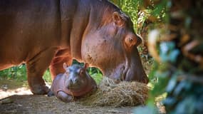 Le bébé hippopotame est né le 8 juin dernier. 