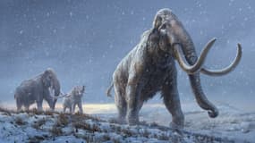 Illustration représentant un mammouth parue dans la revue Nature