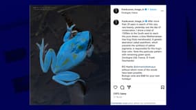La grenouille bleue a été vue dans les vignes à Biron, en Dordogne.