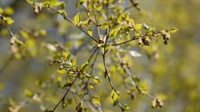 Des branches de bouleau (Photo d'illustration).