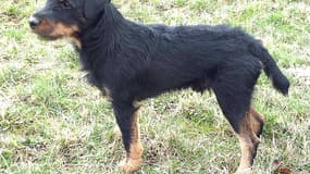 Un jagd terrier, race de la petite La Top, disparue depuis une semaine. 