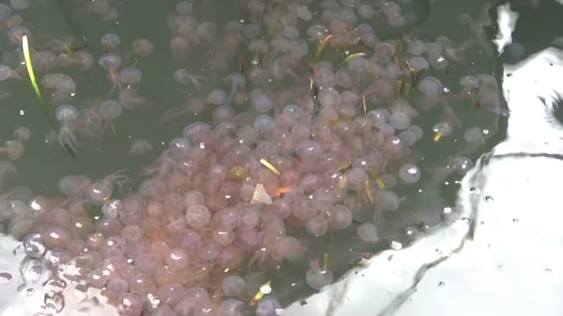 Des centaines de méduses envahissent la baie de Toulon en plein mois de janvier