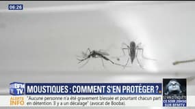 Prenez soin de vous: Est-il vrai qu'éteindre la lumière évite de se faire piquer par les moustiques ?