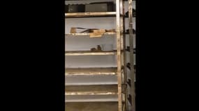 Des souris dans le rayon boulangerie d'un supermarché d'Evry