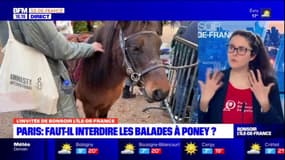 Paris: l'association PAZ appelle la mairie à prendre des mesures en matière de condition animale