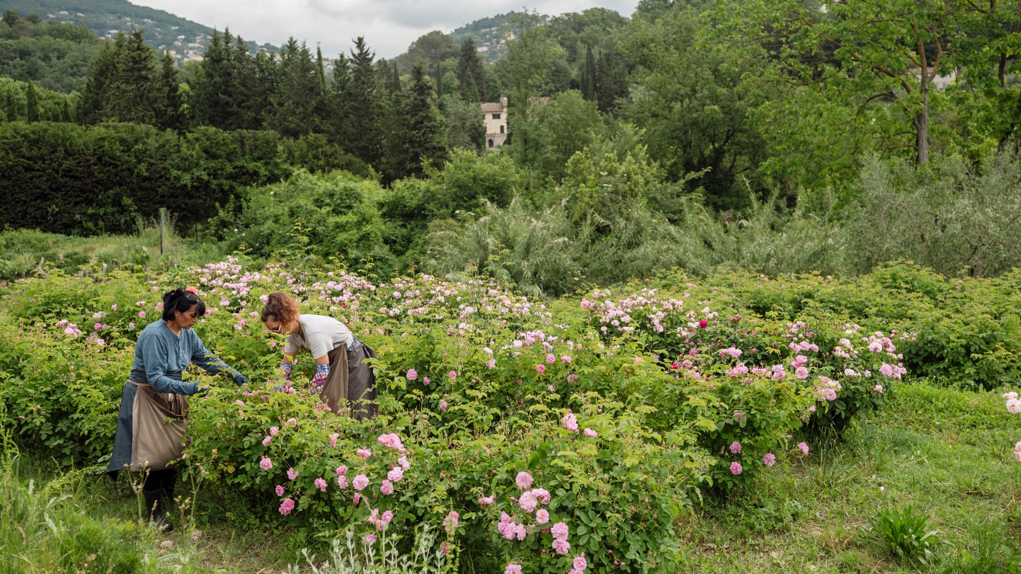 Des employés récoltent des roses Centifolia dans les jardins du Domaine de la Rose, propriété de Lancôme, situé sur quatre hectares de champs cultivés de manière biologique, à Grasse, dans le sud de la France, le 26 mai 2025.