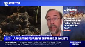 Pourquoi s'inquiète-t-on de l'arrivée de la fourmi de feu? BFMTV répond à vos questions