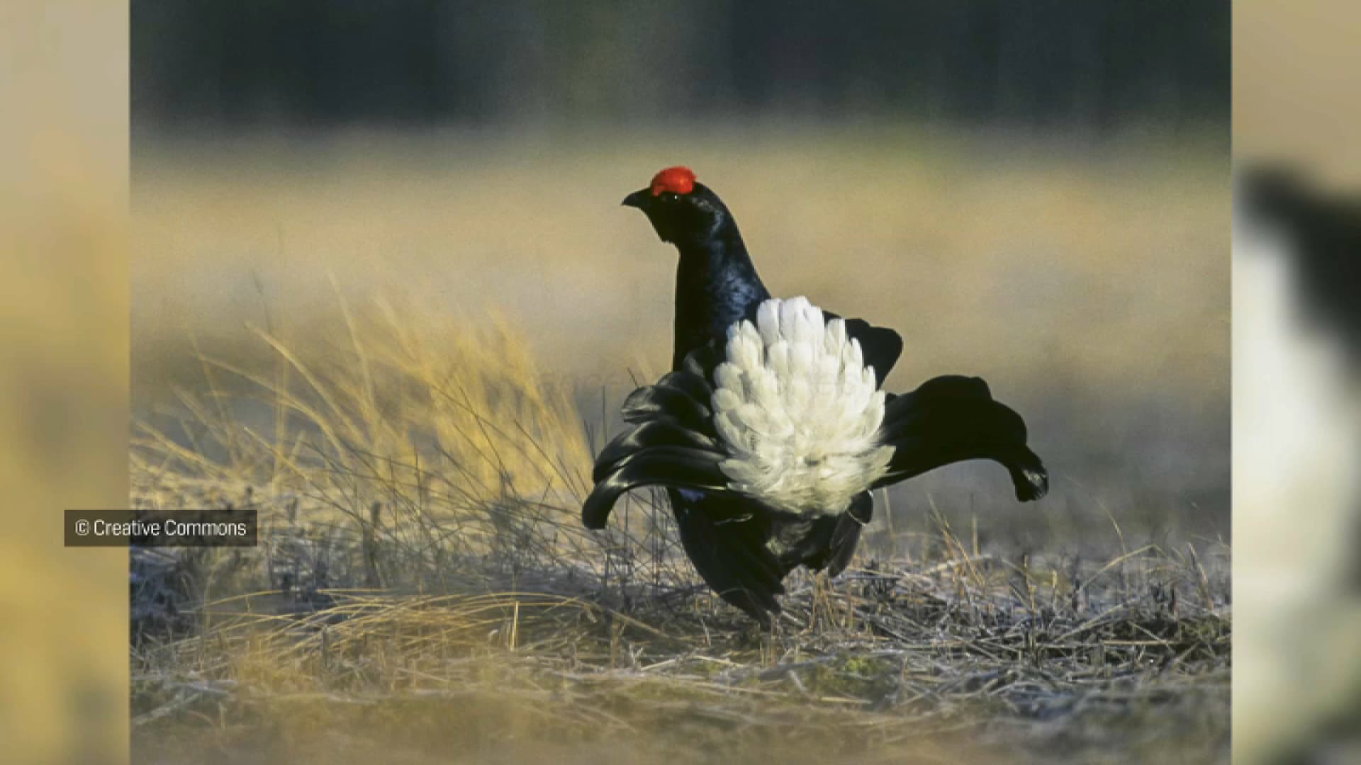 "ON FAVORISE LA BIODIVERSITÉ POUR LA TUER PAR PLAISIR": LA RESTAURATION DE L'HABITAT DES TÉTRAS-LYRES PAR DES CHASSEURS FAIT POLÉMIQUE EN ISÈRE