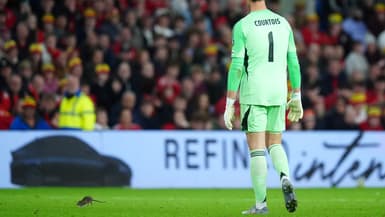 Thibaut Courtois pourchasse un rat sur la pelouse du Cardiff City Stadium, le 13 octobre 2025
