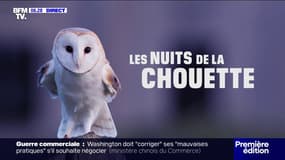 Les nuits de la chouette: les éclosions se poursuivent avec déjà cinq petits poussins en Vendée