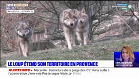 C beau chez nous: le loup étend son territoire en Provence