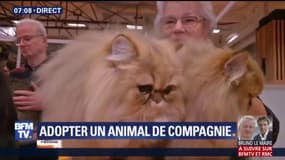 Et si vous adoptiez un chat de race ? @AshleyChevalier est au "Paris Animal Show"