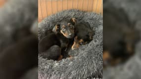 Cinq chiens victimes de maltraitance animale ont été sauvés pas la police à Aubervilliers, en février 2023. 