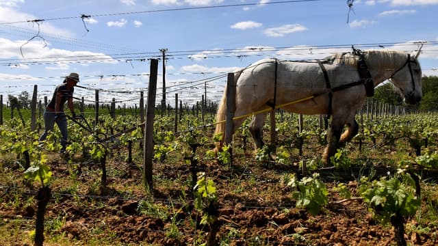 Exemple d'un cheval dans les vignes