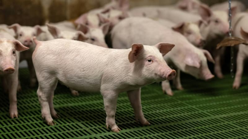 Chiens de chasse infectés, transmission par des sangliers... La maladie d'Aujeszky menace-t-elle les élevages porcins?