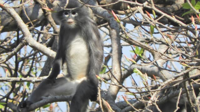 Le Popa langur