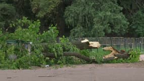 Un arbre est tombé samedi 16 avril 2022 à Lyon blessant gravement une femme et son bébé.  