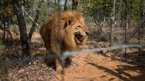 Les lions du zoo de Santiago ont commencé à "jouer" avec l'individu avant de l'attaquer. (Image d'illustration)