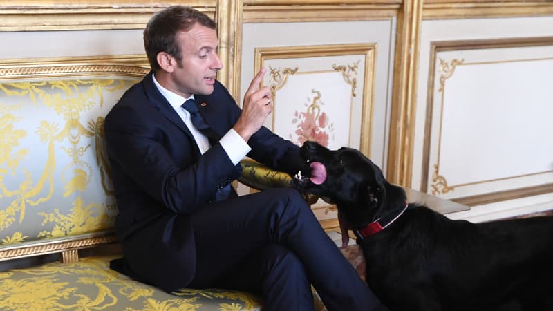 Le président de la République, Emmanuel Macron, le 30 août 2017, avec son chien Nemo à l'Élysée