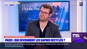 Paris: 176 points de collecte d'arbres de Noêl dans la capitale