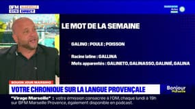 Bouon Jour Marsiho: “galino”, le mot de la semaine