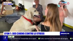 Lyon: à l'université, des séances avec les chiens pour déstresser avant les examens