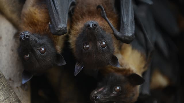 Le virus est transporté par des chauves-souris se nourrissant de fruits. (Photo d'illustration)