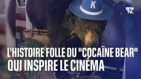 L'histoire folle du "Cocaïne Bear", l'ours qui a inspiré un film américain 