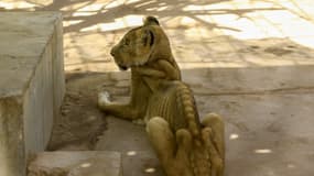 Une lionne malade et mal nourrie dans sa cage au Parc zoologique de al-Qureshi, à Khartoum, au Soudan, le 19 janvier 2020