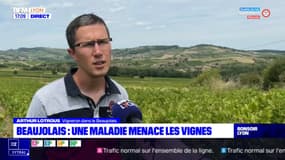 Beaujolais : Une maladie menace les vignes