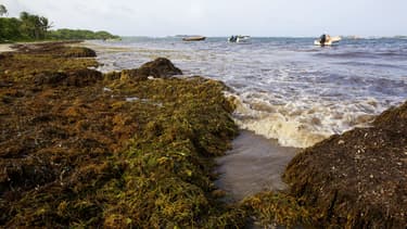 Des sargasses échouées sur une plage de la Martinique, en 2011.