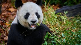 Yuan Zi, un panda mâle, dans son enclos au zoo de Beauval, à Saint-Aignan-sur-Cher, dans le Loir-et-Cher, le 23 novembre 2025.