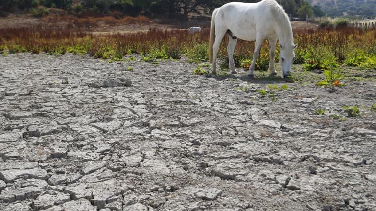 Un cheval à Bastelicaccia, près d'Ajaccio en juin 2017