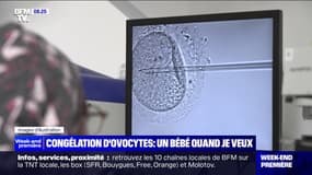 La congélation d'ovocytes attire de plus en plus de femmes 