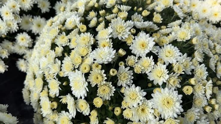 Des chrysanthèmes.