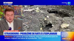 BFM Alsace et vous: des problèmes de rats dans le quartier l'Esplanade à Strasboug?