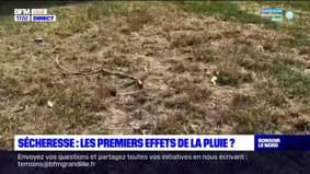 Nord-Pas-de-Calais: la sécheresse toujours présente malgré un mois de septembre pluvieux