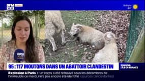 Val-d'Oise: 117 moutons découverts dans un abattoir clandestin