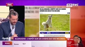 On n'a pas osé vous en parler : Allemagne, l'impôt sur les chiens bat des records - 15/10