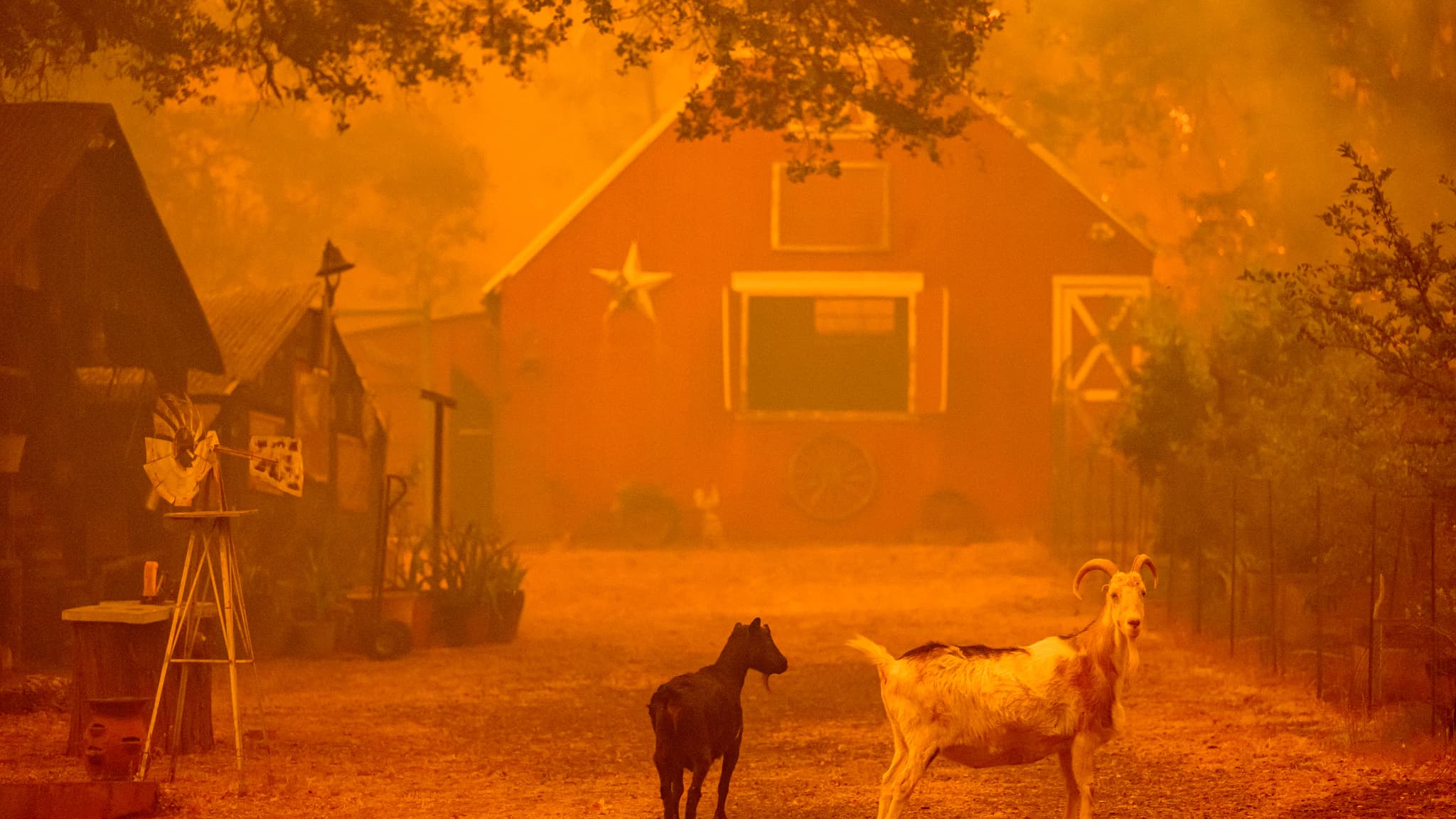 Des chèvres près d'une maison lors d'un incendie à Oroville, en Californie, aux États-Unis, le 2 juillet 2024.