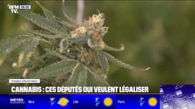 Deux députés proposent la légalisation du cannabis et la dépénalisation de la détention de moins de 3g de cocaïne